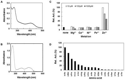 D-Serine Metabolism and Its Importance in Development of Dictyostelium discoideum